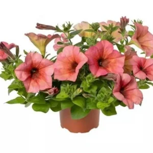 Petunia 'Sanguna' Mango Peach Live Plant - 4.5