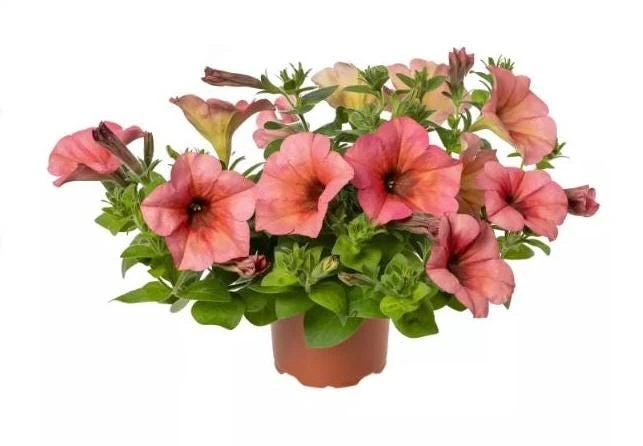 Petunia 'Sanguna' Mango Peach Live Plant - 4.5" Pot - Outdoor Flower - Image 2