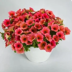 Petunia 'Sanguna' Mango Peach Live Plant - 4.5