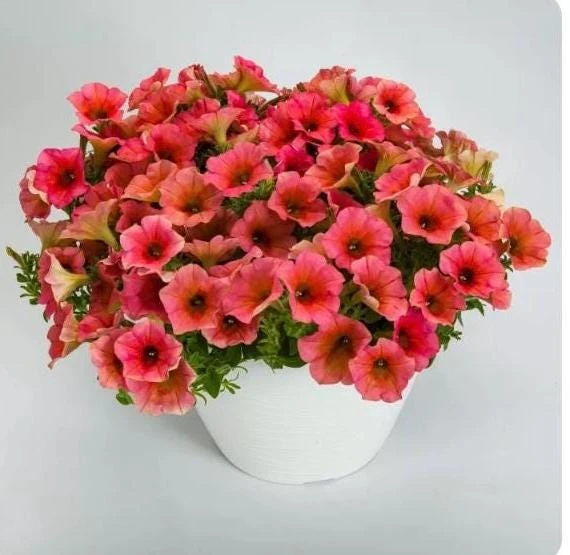 Petunia 'Sanguna' Mango Peach Live Plant - 4.5" Pot - Outdoor Flower - Image 3