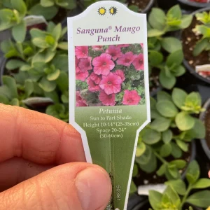 Petunia 'Sanguna' Mango Peach Live Plant - 4.5