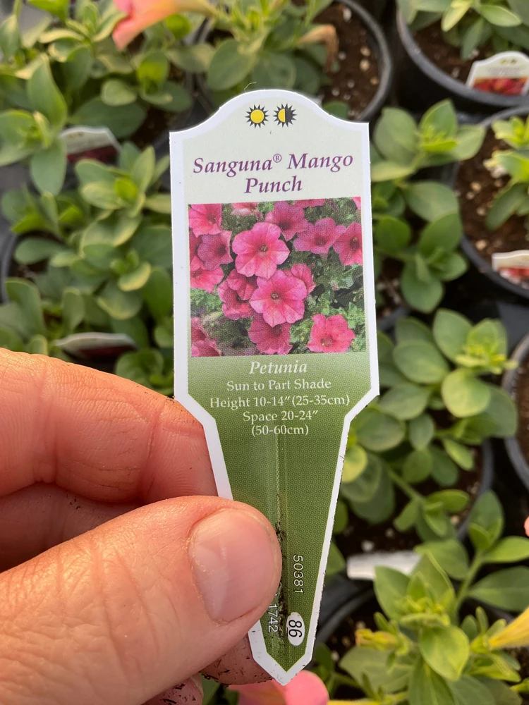 Petunia 'Sanguna' Mango Peach Live Plant - 4.5" Pot - Outdoor Flower - Image 4