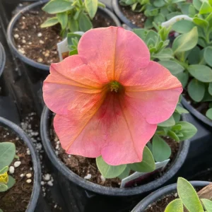 Petunia 'Sanguna' Mango Peach Live Plant - 4.5