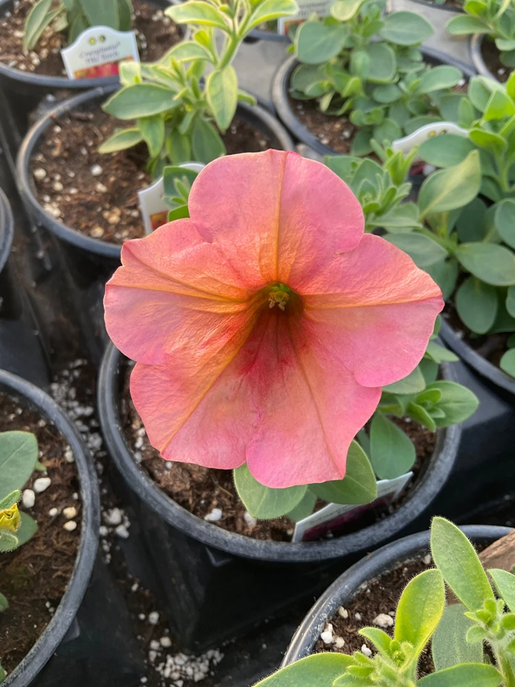 Petunia 'Sanguna' Mango Peach Live Plant - 4.5" Pot - Outdoor Flower - Image 6