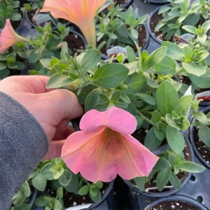 Petunia 'Sanguna' Mango Peach Live Plant - 4.5