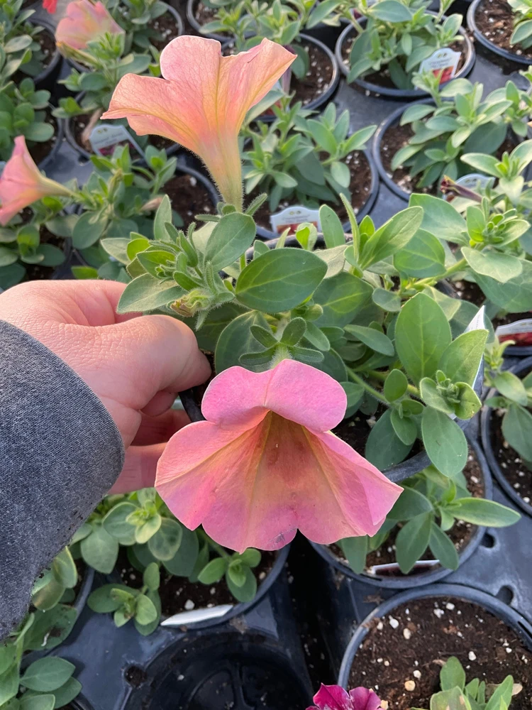 Petunia 'Sanguna' Mango Peach Live Plant - 4.5" Pot - Outdoor Flower - Image 7