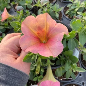 Petunia 'Sanguna' Mango Peach Live Plant - 4.5