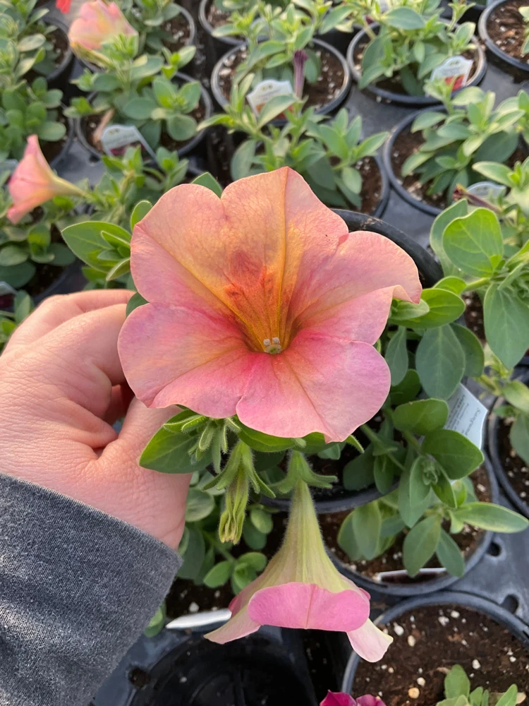 Petunia 'Sanguna' Mango Peach Live Plant - 4.5" Pot - Outdoor Flower - Image 8