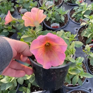 Petunia 'Sanguna' Mango Peach Live Plant - 4.5