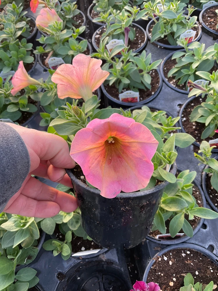 Petunia 'Sanguna' Mango Peach Live Plant - 4.5" Pot - Outdoor Flower - Image 9