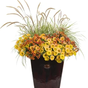 Petunia Supertunia Honey Live Plant - 4.5 inch Pot - Vibrant Trailing Flowers - Image 2