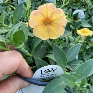 Petunia Supertunia Honey Live Plant - 4.5 inch Pot - Vibrant Trailing Flowers - Image 3