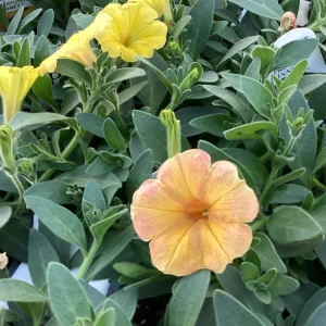 Petunia Supertunia Honey Live Plant - 4.5 inch Pot - Vibrant Trailing Flowers - Image 4