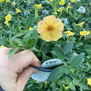 Petunia Supertunia Honey Live Plant - 4.5 inch Pot - Vibrant Trailing Flowers - Image 5