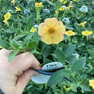 Petunia Supertunia Honey Live Plant - 4.5 inch Pot - Vibrant Trailing Flowers - Image 6