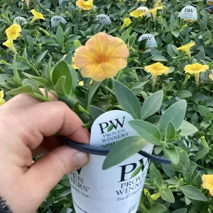 Petunia Supertunia Honey Live Plant - 4.5 inch Pot - Vibrant Trailing Flowers - Image 7