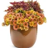 Petunia Supertunia Honey Live Plant - 4.5 inch Pot - Vibrant Trailing Flowers - Image 1