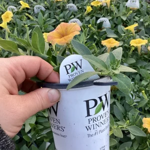 Petunia Supertunia Honey Live Plant - 4.5 inch Pot - Vibrant Trailing Flowers - Image 8