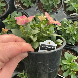 Petunia Tea 'Flamingo' Live Plant - 4.5 inch Pot - Vibrant Pink Flowers - Image 10