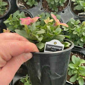 Petunia Tea 'Flamingo' Live Plant - 4.5 inch Pot - Vibrant Pink Flowers - Image 11