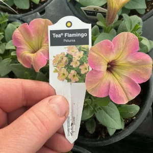 Petunia Tea 'Flamingo' Live Plant - 4.5 inch Pot - Vibrant Pink Flowers - Image 12