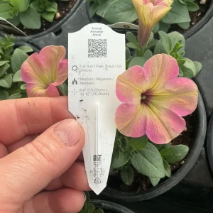 Petunia Tea 'Flamingo' Live Plant - 4.5 inch Pot - Vibrant Pink Flowers - Image 13