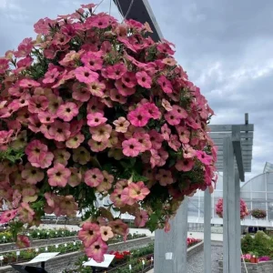 Petunia Tea 'Flamingo' Live Plant - 4.5 inch Pot - Vibrant Pink Flowers - Image 14