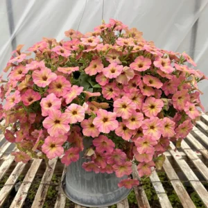 Petunia Tea 'Flamingo' Live Plant - 4.5 inch Pot - Vibrant Pink Flowers - Image 15
