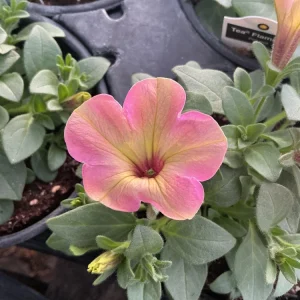 Petunia Tea 'Flamingo' Live Plant - 4.5 inch Pot - Vibrant Pink Flowers - Image 2