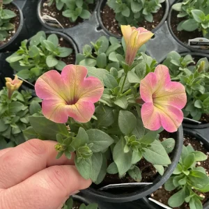 Petunia Tea 'Flamingo' Live Plant - 4.5 inch Pot - Vibrant Pink Flowers - Image 3