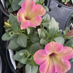 Petunia Tea 'Flamingo' Live Plant - 4.5 inch Pot - Vibrant Pink Flowers - Image 4