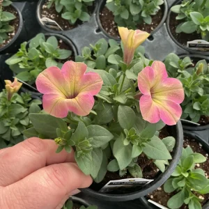 Petunia Tea 'Flamingo' Live Plant - 4.5 inch Pot - Vibrant Pink Flowers - Image 5