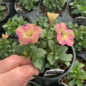 Petunia Tea 'Flamingo' Live Plant - 4.5 inch Pot - Vibrant Pink Flowers - Image 6