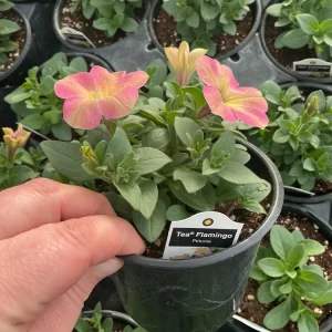 Petunia Tea 'Flamingo' Live Plant - 4.5 inch Pot - Vibrant Pink Flowers - Image 7