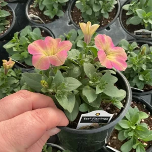 Petunia Tea 'Flamingo' Live Plant - 4.5 inch Pot - Vibrant Pink Flowers - Image 8