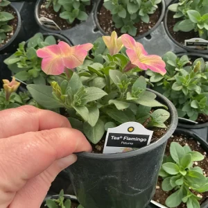 Petunia Tea 'Flamingo' Live Plant - 4.5 inch Pot - Vibrant Pink Flowers - Image 9