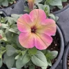 Petunia Tea 'Flamingo' Live Plant - 4.5 inch Pot - Vibrant Pink Flowers - Image 1