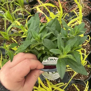 Petunia Vista Fuchsia Live Plant – 4.5