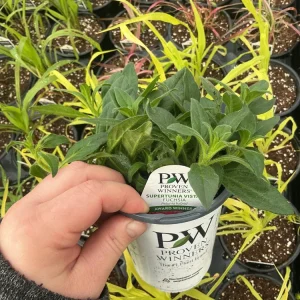 Petunia Vista Fuchsia Live Plant – 4.5
