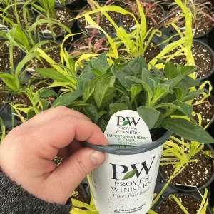 Petunia Vista Fuchsia Live Plant – 4.5