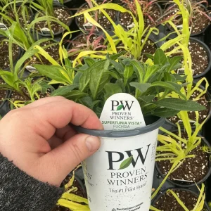 Petunia Vista Fuchsia Live Plant – 4.5