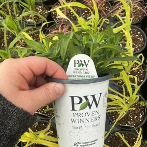Petunia Vista Fuchsia Live Plant – 4.5