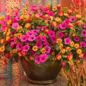 Petunia Vista Fuchsia Live Plant – 4.5