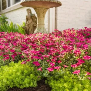 Petunia Vista Fuchsia Live Plant – 4.5