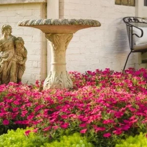 Petunia Vista Fuchsia Live Plant – 4.5