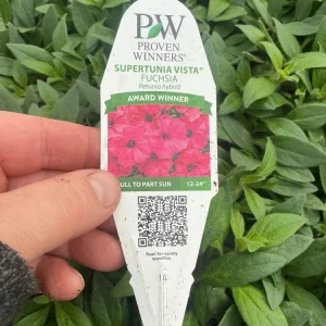 Petunia Vista Fuchsia Live Plant – 4.5