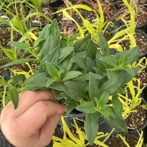 Petunia Vista Fuchsia Live Plant – 4.5