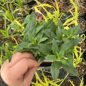 Petunia Vista Fuchsia Live Plant – 4.5