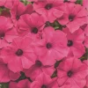 Petunia Vista Fuchsia Live Plant – 4.5" Pot – Outdoor Annual Flower - Image 1