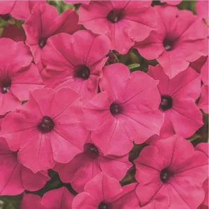 Petunia Vista Fuchsia Live Plant – 4.5